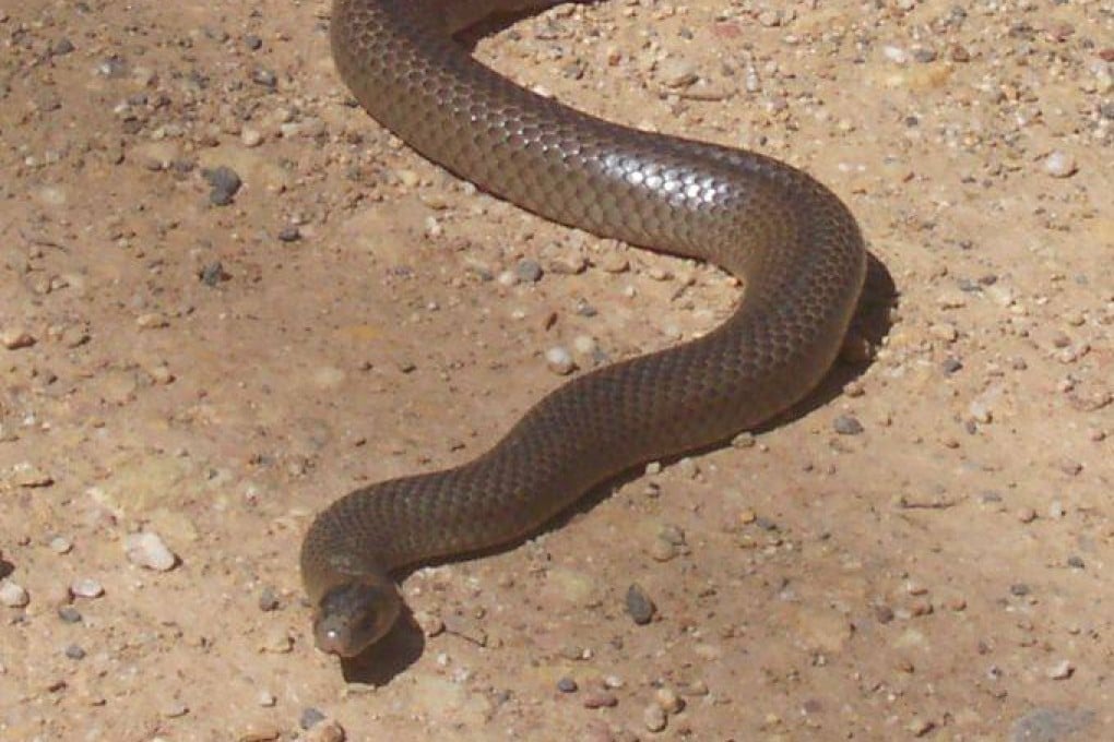 The Eastern Brown is the second-most venomous land snake in the world. File photo: Handout