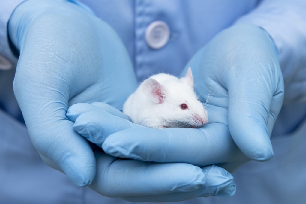 The research is the latest to test new ways to create mouse embryos in the lab. File photo: Shutterstock