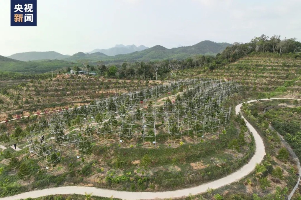 At the Durian Base in Sanya, 93.3 hectares (230.6 acres) of durian trees are bearing young fruit. Photo: CCTV