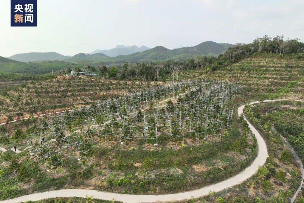 At the Durian Base in Sanya, 93.3 hectares (230.6 acres) of durian trees are bearing young fruit. Photo: CCTV