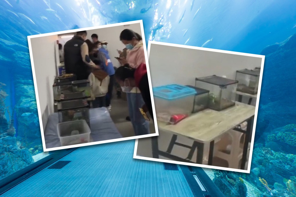 A fishy story about an online scam in which people were promised a grand “oceanarium” experience only to discover a bunch of small fish tanks in a spartan room has sparked much humour on Chinese social media. Photo: SCMP composite/handout