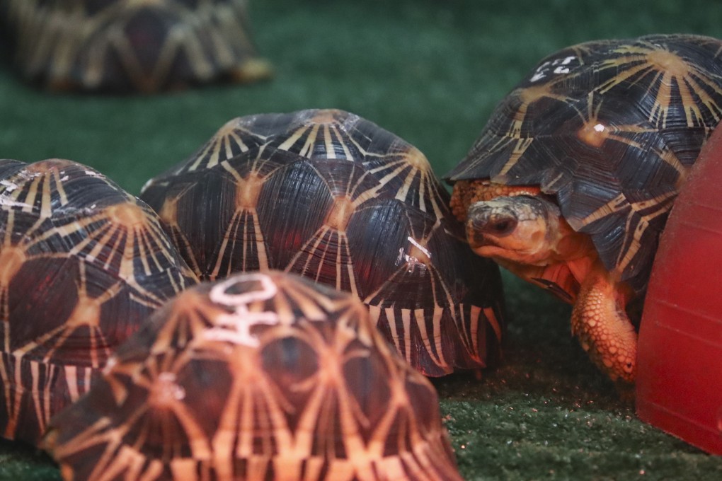 Rescued radiated tortoises at Kadoorie Farm in Tai Po on June 15. Photo: Edmond So