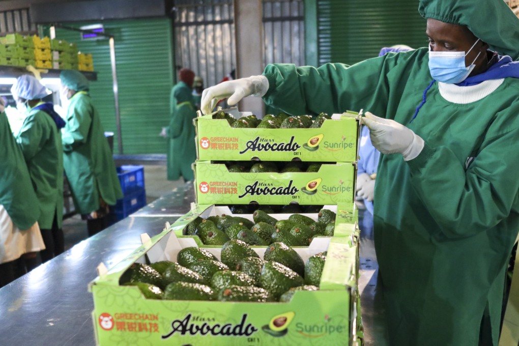 A staff member stacks boxes of fresh avocados at the Sunripe factory in Limuru, Kenya, in August. Photo: Xinhua