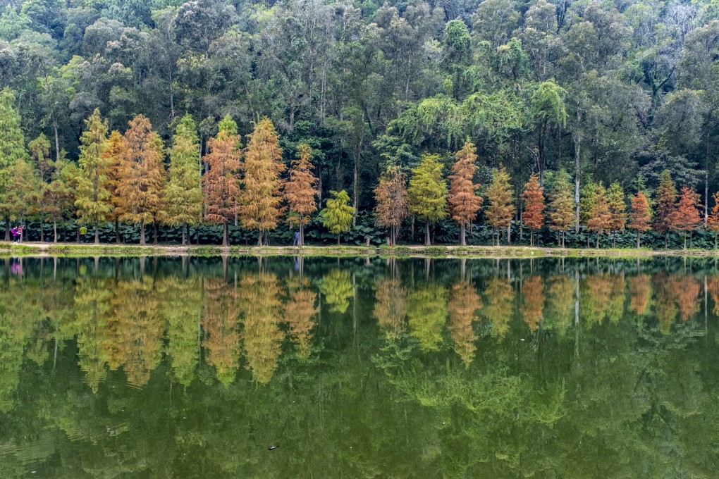 The reflections of the bald cypress trees at Hong Kong’s Lau Shui Heung Reservoir on December 30. Photo: Yik Yeung-man