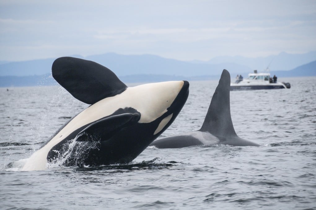 Southern resident killer whales display the lowest levels of genetic variation and highest level of inbreeding among North Pacific orca populations, study says. Photo: NOAA