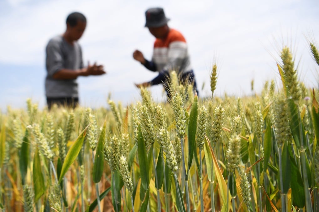 China has vowed to boost support for seed breeding technologies to ensure food security amid worsening ties with the US. Photo: Xinhua