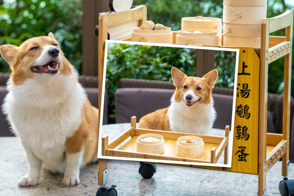 A Hong Kong hotel is pushing out the boat for pampered pets by offering specially designed dim sum for dogs. Photo: SCMP composite/handout