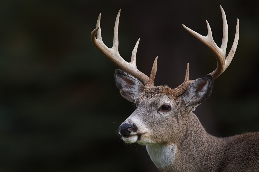 Researchers in China say they are a step closer to understanding how deer regenerate their antlers. Photo: Shutterstock