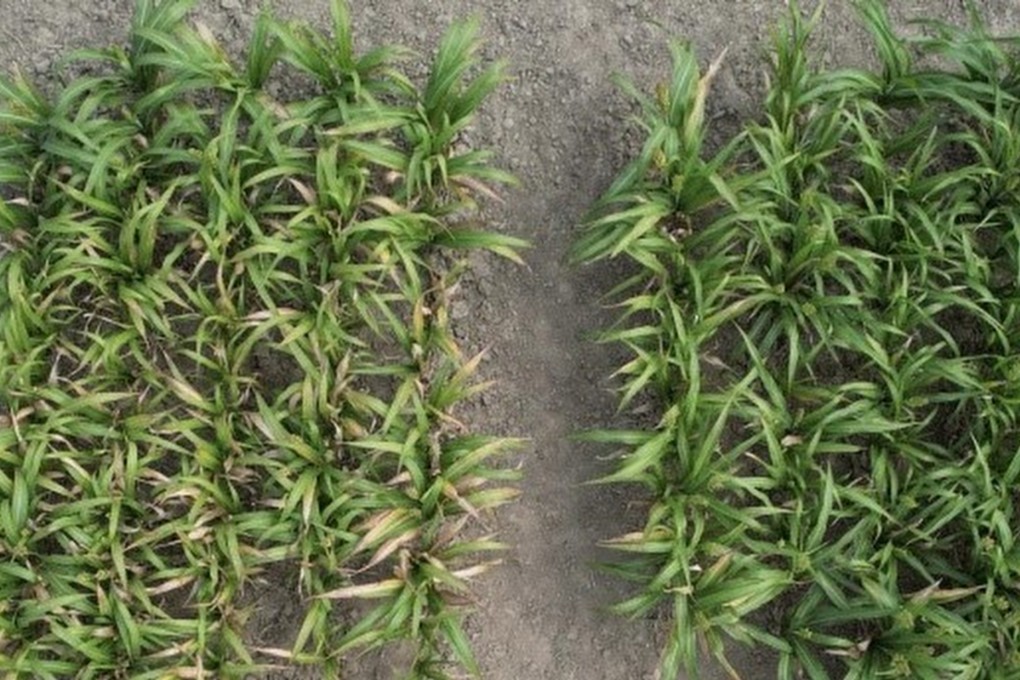 The team tested the technology on sorghum grown at a site in Pingluo, Ningxia. Photo: Handout