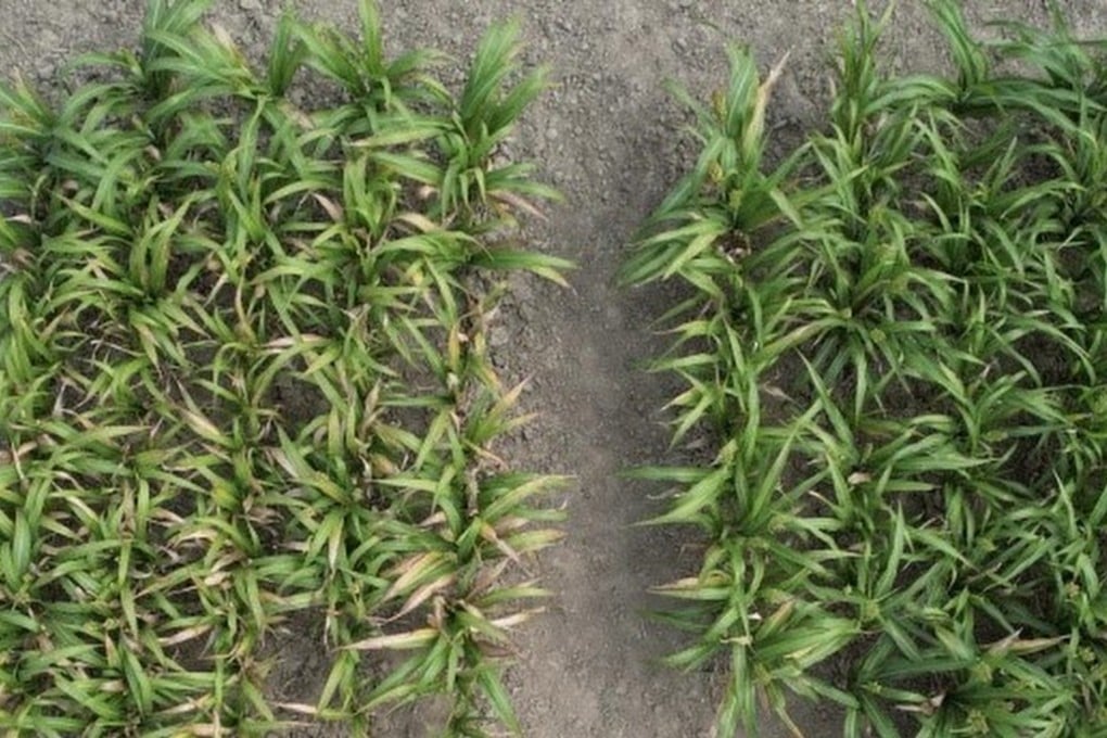 The team tested the technology on sorghum grown at a site in Pingluo, Ningxia. Photo: Handout