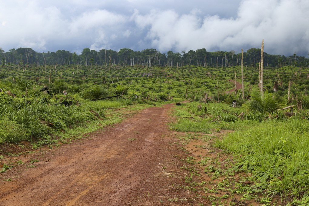 Felled trees are seen after some 850 hectares of forest were destroyed to plant oil palms in the heart of the Congo Basin forest near Kisangani in the northeastern Democratic Republic of Congo, on September 25, 2019. The Congo Basin is the second “green lung” after the Amazon whose safeguarding is vital in the fight against global warming. Photo: AFP
