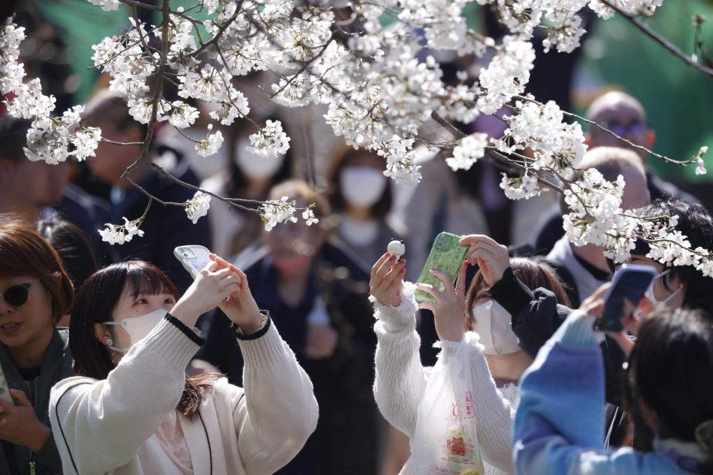 People take photos of cherry blossoms in Ueno Park in Tokyo, Japan, on March 19, 2023. Photo: Kyodo
