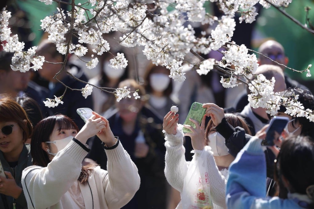 People take photos of cherry blossoms in Ueno Park in Tokyo, Japan, on March 19, 2023. Photo: Kyodo