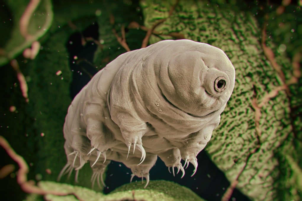 A 3D rendered illustration of a water bear, or Tardigrade. Image: Shutterstock