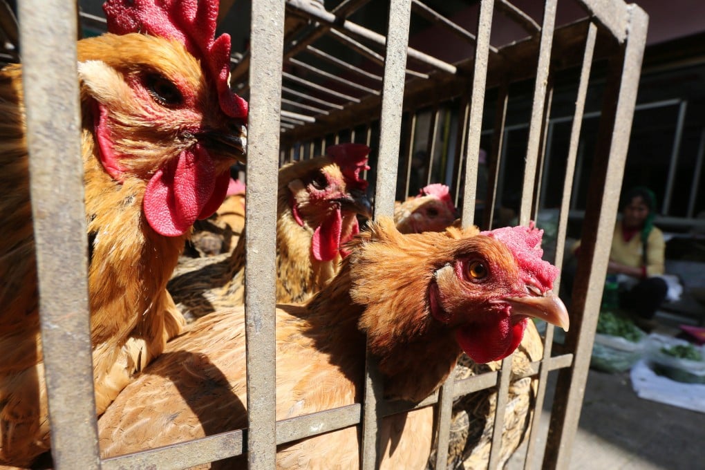 Chinese health authorities have advised the public to avoid contact with live, sick or dead birds after a third person became infected with H3N8. Photo: Reuters