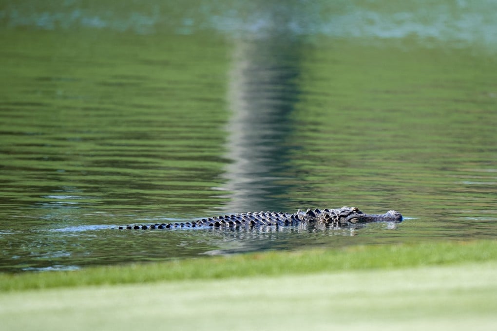 The body of a missing toddler was found inside an alligator’s mouth at a lake in Florida. File photo: USA TODAY Sports