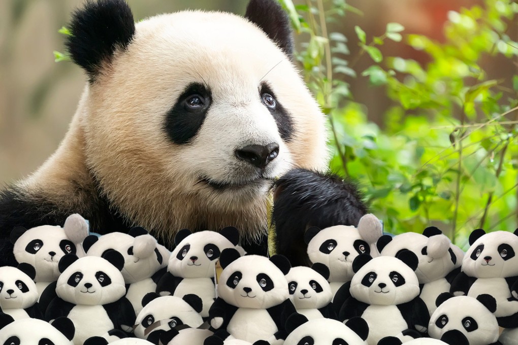 China is in the grip of panda fever following a spate of stories about the bears both at home and in overseas zoos which has sparked a shopping spree on products related to the animals. Photo: SCMP composite