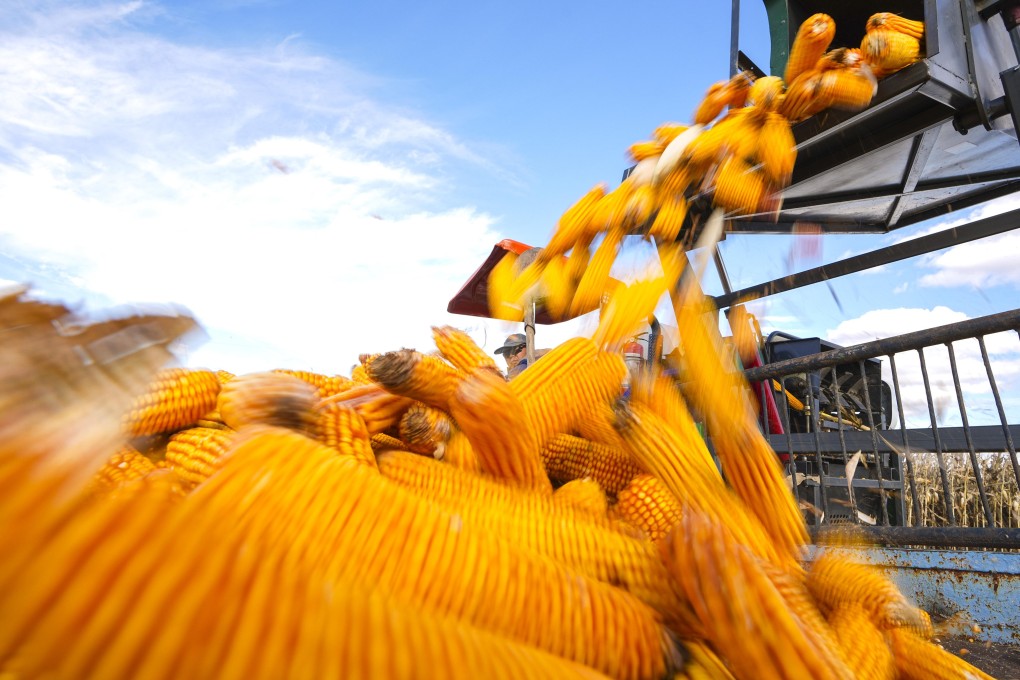 China, one of the world’s biggest agricultural importers and exporters, has been much slower to deploy GM corn commercially than in other countries. Photo: Xinhua