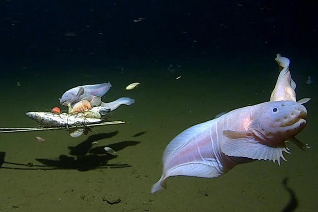 A still from a video showing the snailfish spotted swimming in the Izu-Ogasawara Trench near Japan. Photo: Minderoo-UWA Deep-Sea Research Centre Handout