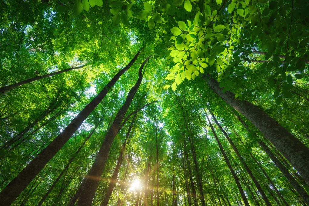 Businesses are dependent on nature and without functioning ecosystems companies would face extreme risk. Photo: Shutterstock