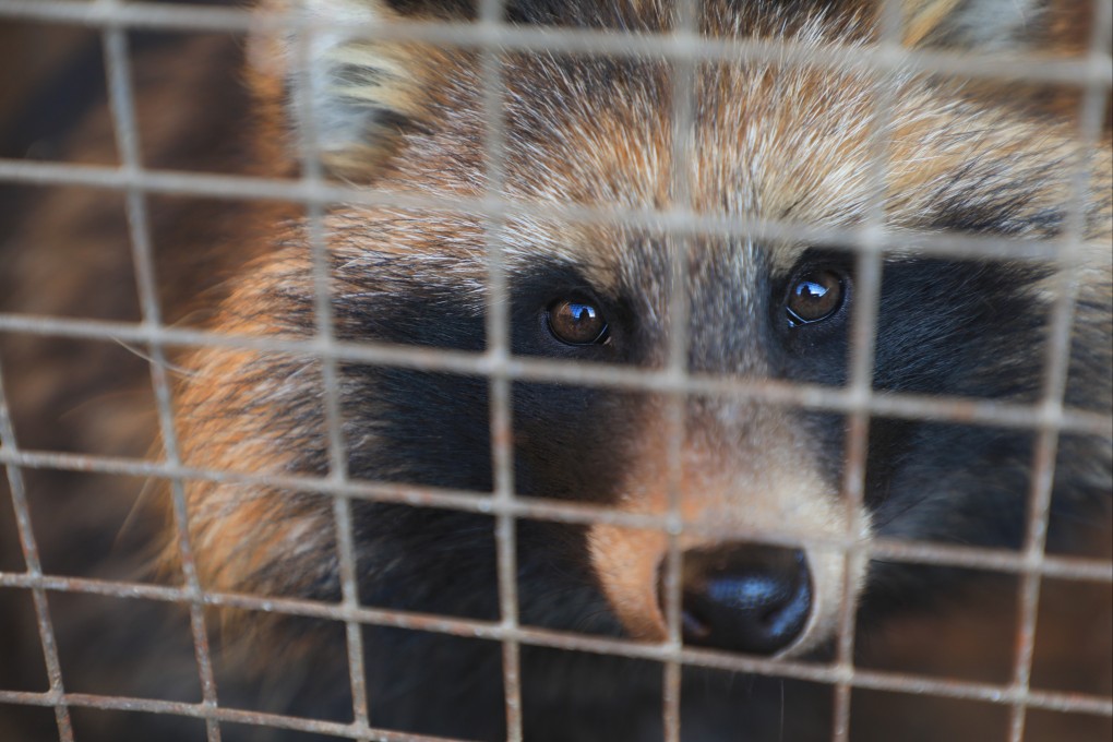Evidence linking the origins to raccoon dogs came to light last month. Photo: Shutterstock Images