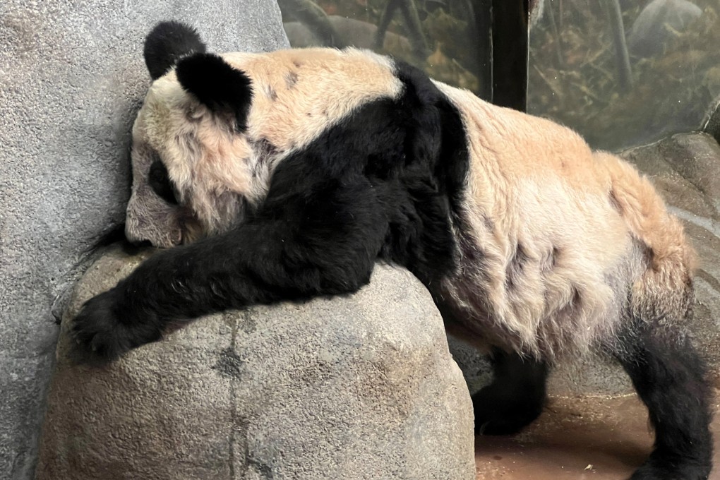 Ya Ya the Giant Panda has been on loan to Memphis Zoo for 20 years. Photo: Reuters