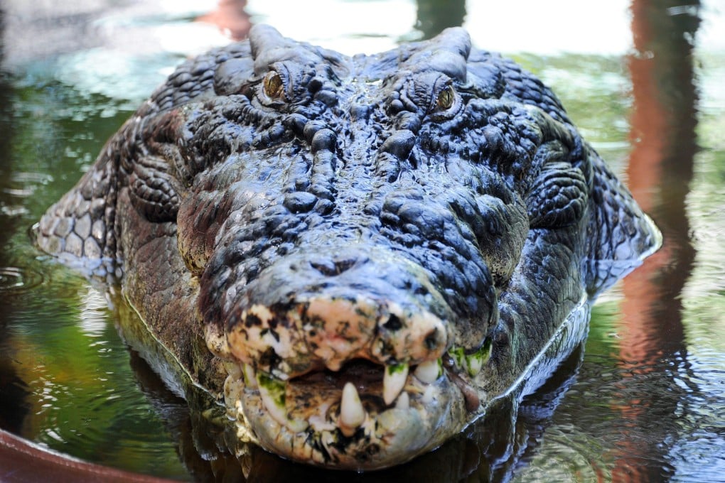 A saltwater crocodile pictured in Queensland, Australia. “You are responsible for your own safety in croc country,” an environment agency spokesman said following the attack. Photo: EPA-EFE