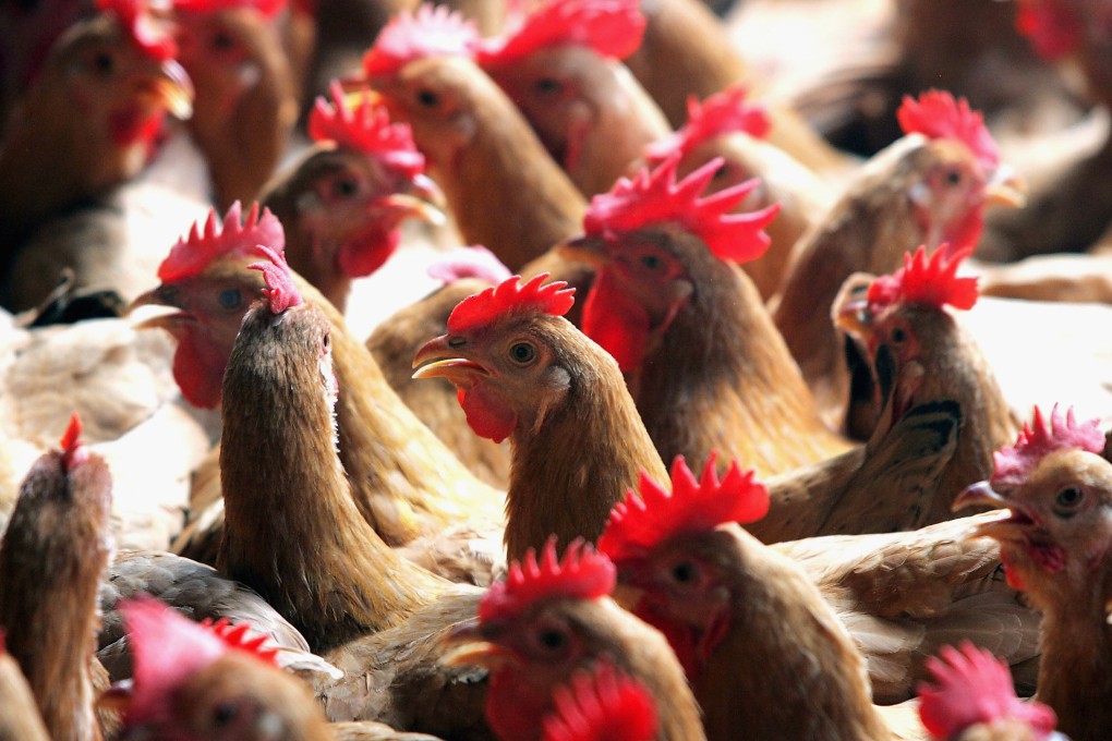 A Guangdong resident who died of H3N8 visited a wet market where the bird flu strain was detected, according to WHO. Photo: Getty Images