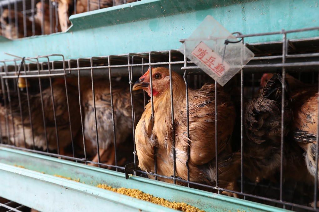 Experts call for screening in Hong Kong for H3N8 variant of bird flu. Photo: SCMP