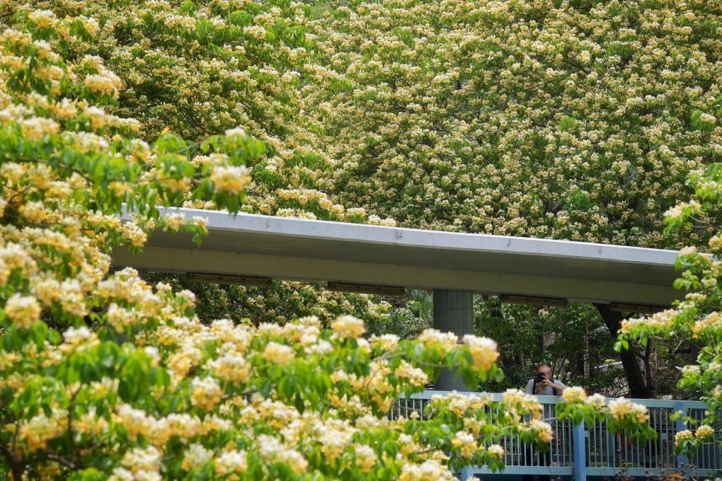 Spider tree flowers infuse an area in Mong Kok with a burst of yellow. Photo: Elson Li