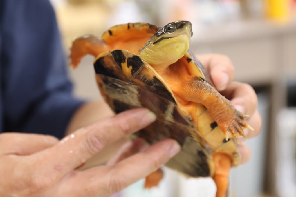 The golden coin turtle is among those being targeted by poachers following the city’s full reopening earlier this year. Photo: Edmond So