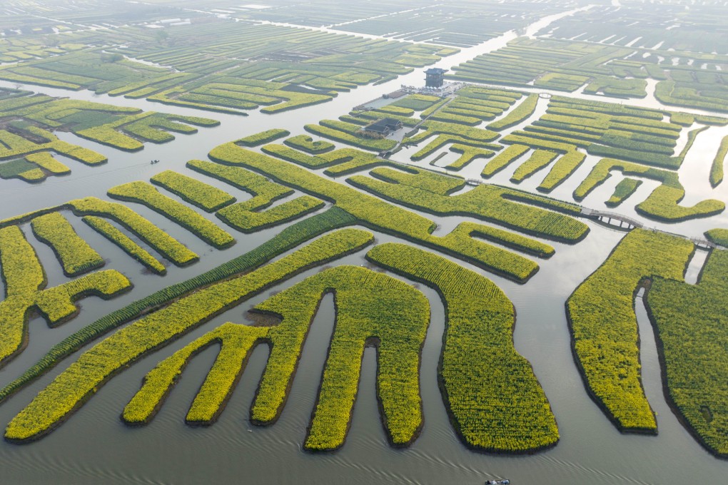 A rapeseed flower field in China is seen in full bloom. Photo: Getty Images