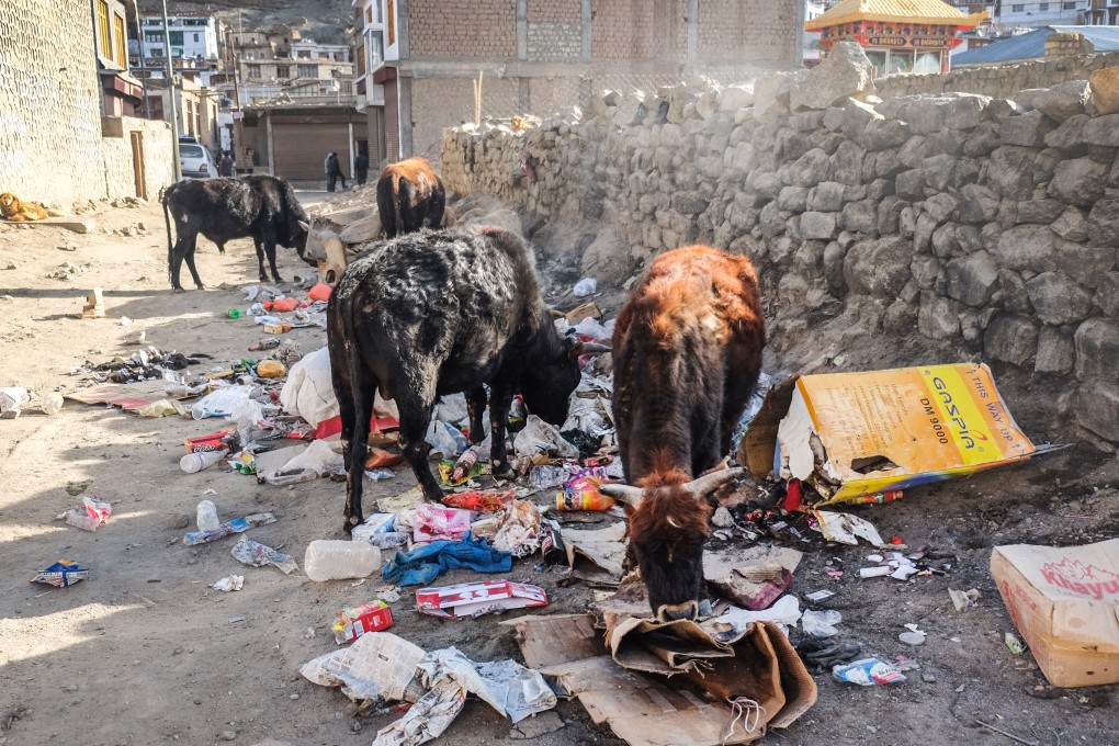 Stray cattle rummage through garbage looking for food in India’s Jammu and Kashmir region. Photo: Shutterstock