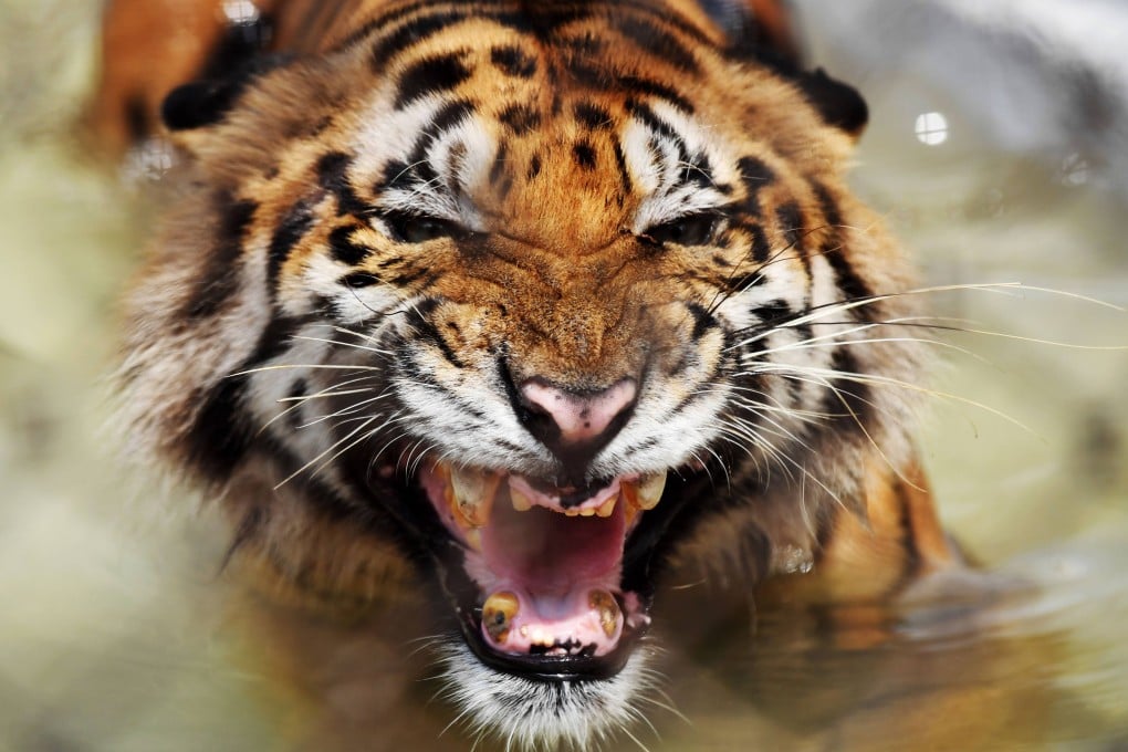 According to the latest census released this month, there are an estimated 3,167 tigers in India. Photo: AFP