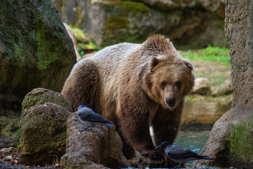 Italy mulls fate of mother bear that mauled jogger to death this year ...