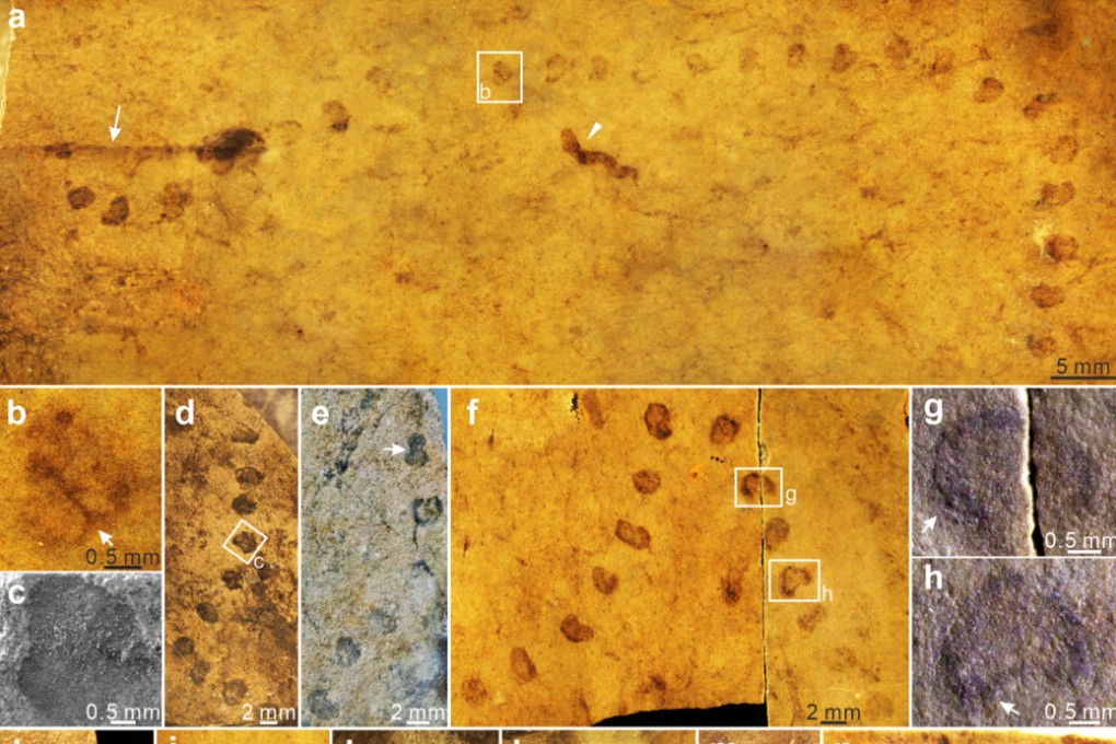 Horodyskia specimens unearthed in China featuring “strings of beads” distinctive to this kind of fossil. Credit: Handout