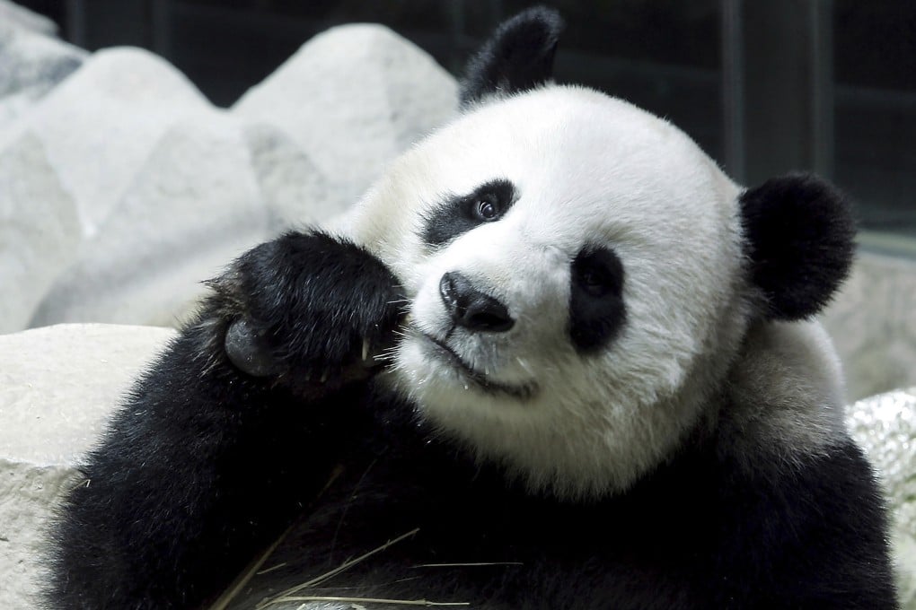 Lin Hui, the last panda at Chiang Mai Zoo in northern Thailand, has died. Photo: AP