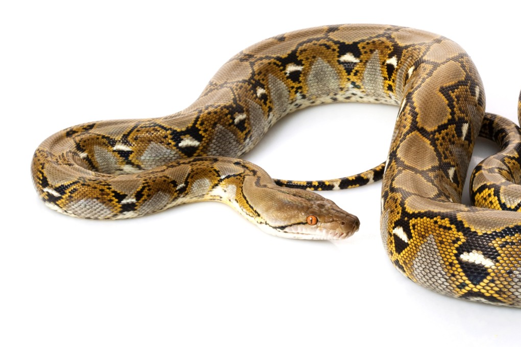 Singapore’s National Parks Board said it is investigating the killing of a reticulated python outside a market in the city state. File photo: Shutterstock