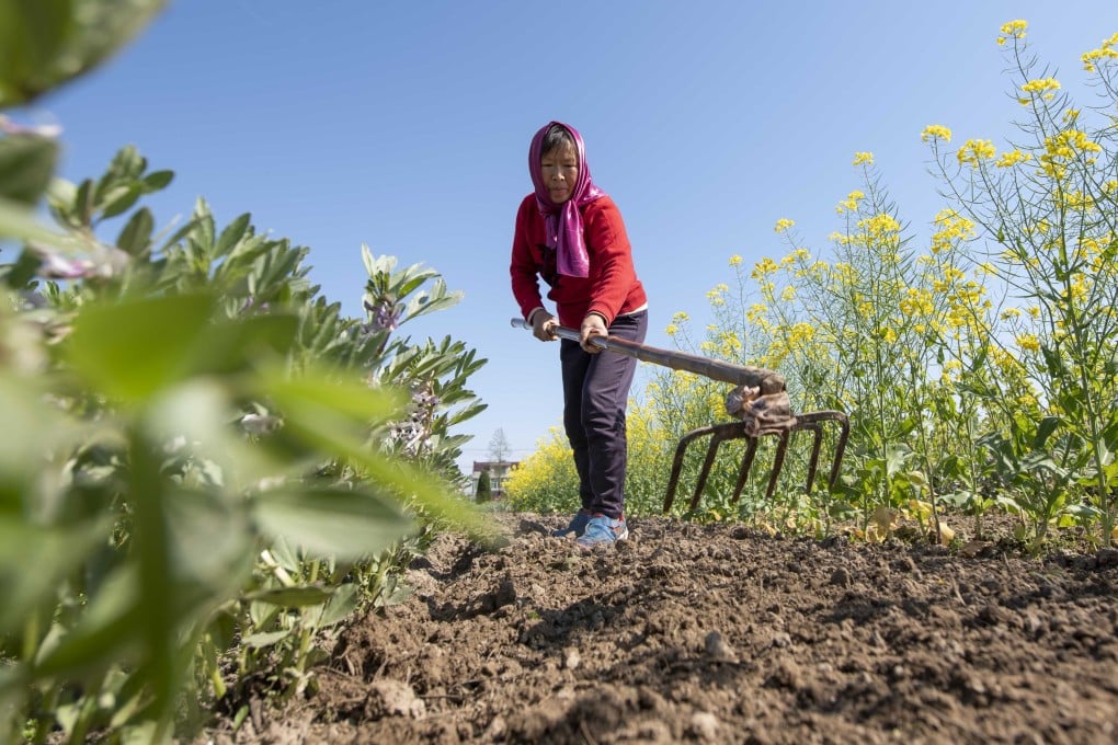 Last year, China’s soybean planted area reached the highest level since 1958 with its soybean self-sufficiency rate increasing by 3 percentage points to 18 per cent. Photo: Xinhua