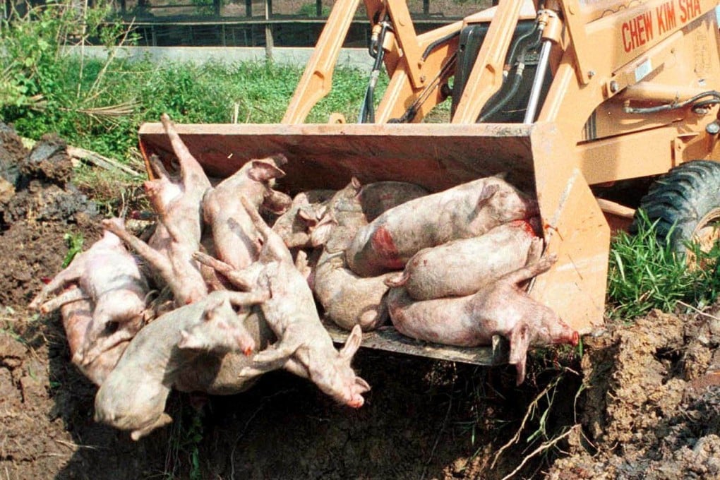 An excavator dumps pig carcasses into a pit at a farm in Port Dickson, Negeri Sembilan, in southwestern Peninsular Malaysia, in March 1999, as part
of efforts to contain the Nipah virus, the journey of which shows how another Covid-19-like pandemic might not be far off. Picture: AFP