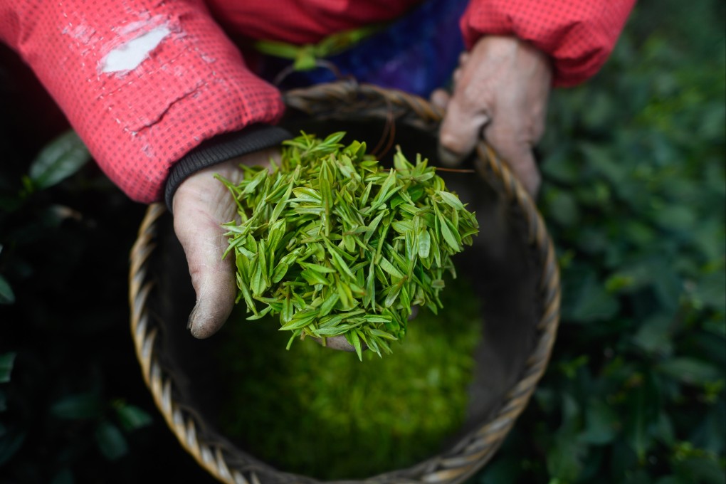Newly-harvested tea leaves in China. The tea leaf protein sector is expected to see strong growth in the next five to 10 years. Photo: Xinhua