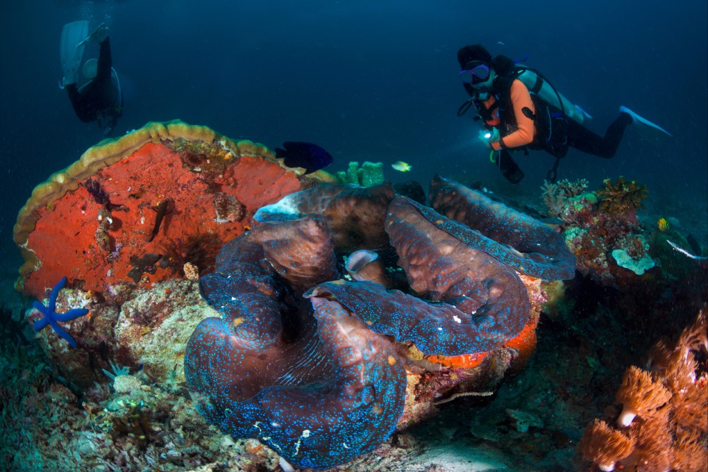 A diver seen with a giant clam in the shallows of the Raja Ampat archipelago in Indonesia. Photo: Shutterstock
