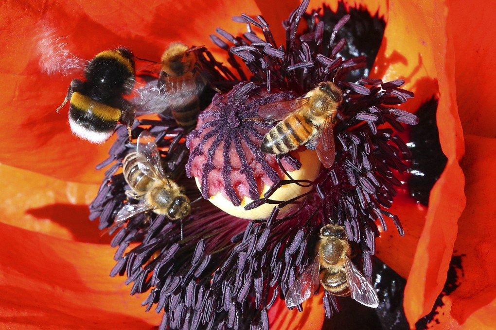 Honey bees and ground bumblebees fly to the flower of a corn poppy to obtain nectar in Berlin on June 7, 2022. The European Union is moving to crack down on imports of cheap, adulterated honey, citing concerns over European food security as well as the livelihoods of European honey producers. Photo: AP