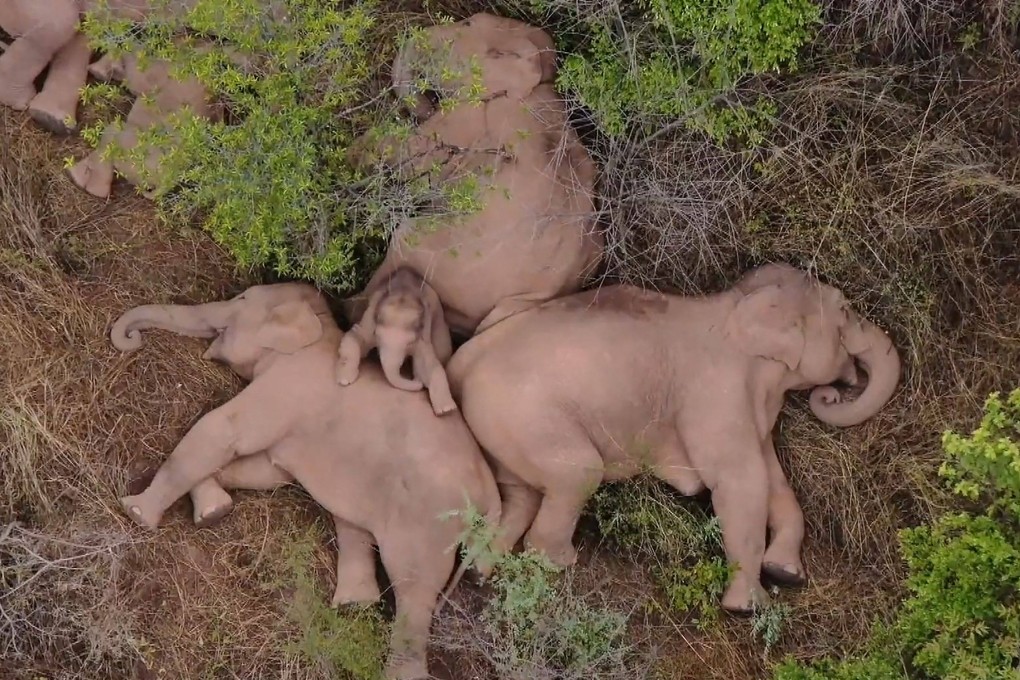 Video captured by China’s CCTV on June 7, 2021 shows elephants from a herd that wandered 500km north from their natural habitat, resting in a forest near Kunming, in China’s southwest Yunnan province. Photo: CCTV/AFP