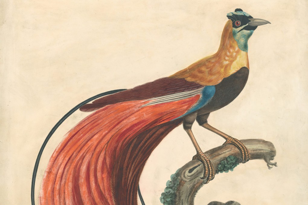 An 18th century watercolour of a red-plumed bird of paradise from New Guinea. They had long been dismissed by European naturalists as mythological, but wealthy 19th century merchant Thomas Beale had several in his Macau aviary for visitors to admire. Photo: Getty Images