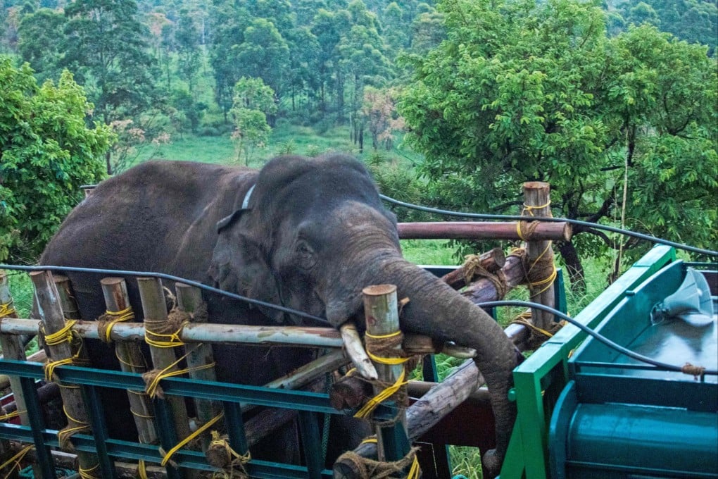 ‘Arikomban’ the wild elephant after he was caught at Idukki district in India’s Kerala state. Photo: AFP