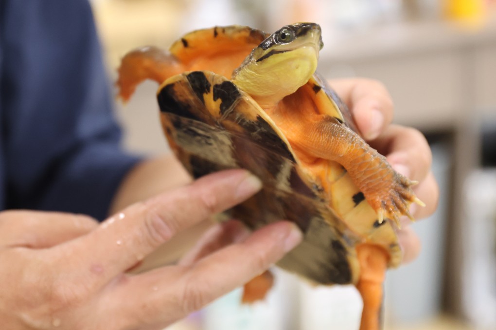 A golden coin turtle, a popular poaching target, is seen at Lingnan University, Hong Kong, on April 14. Photo: Edmond So