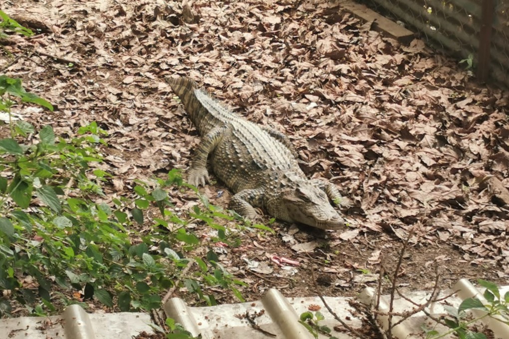 A crocodile spotted at a village in the New Territories, Hong Kong. Photo: Handout