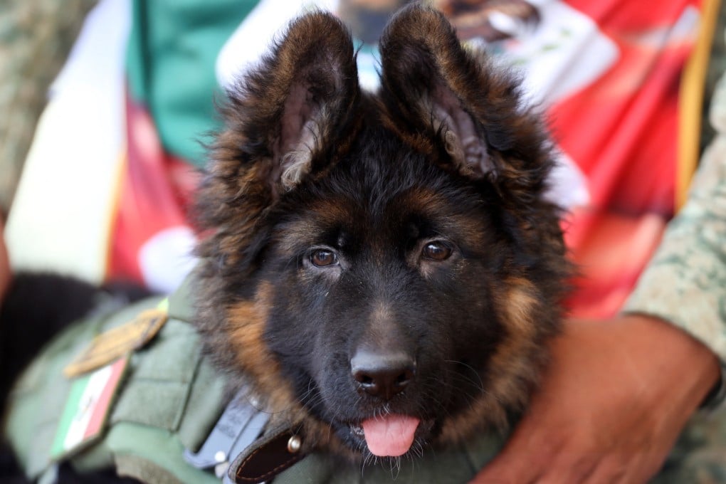German shepherd puppy Arkadas is held by a soldier at a military base in Mexico City on Wednesday. Photo: Reuters
