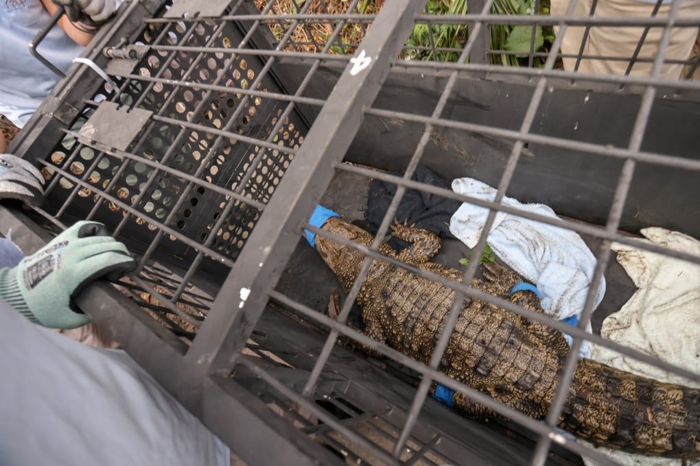 Given that crocodiles are not an indigenous Hong Kong species, one captured in Pat Heung is believed to have been originally smuggled in as a pet and later abandoned. Photo: May Tse